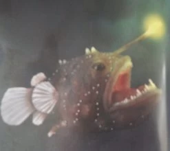 Hengelvis (vrouw + Man) CollectA 88967 -Dierenmodel Speelgoed Winkel 01115837db344efbb0d9721020cd27f86c504bb5