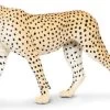 Cheetah XXL S112889