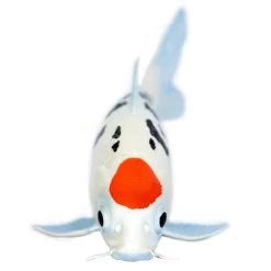 Koi Karper Tancho S101025 -Dierenmodel Speelgoed Winkel 0d37c74957b73768dec01bfc5b1cec1fe3c04f16