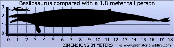 Basilosaurus CollectA 88797 2 Basilosaurus CollectA 88797 - Afbeelding 2