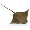 Cownose Ray S 161305