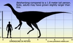 Beishanlong CollectA 88748 -Dierenmodel Speelgoed Winkel 137c4a83c1cfbfa38bab7da992a6e336a8322e52