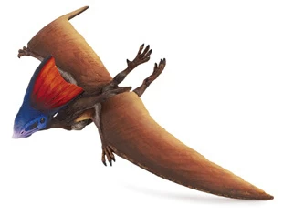 Tapejara Safari 284229 1 Tapejara Safari 284229