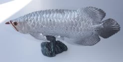 Arowana Zilverkleurig