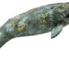 Grijze Walvis CollectA 88836