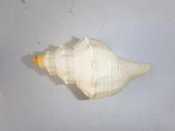 Schelp Met Voet En Opercullum -Dierenmodel Speelgoed Winkel 185a5a4b6e809b67775b676cdbd7f9fa846cdd0a