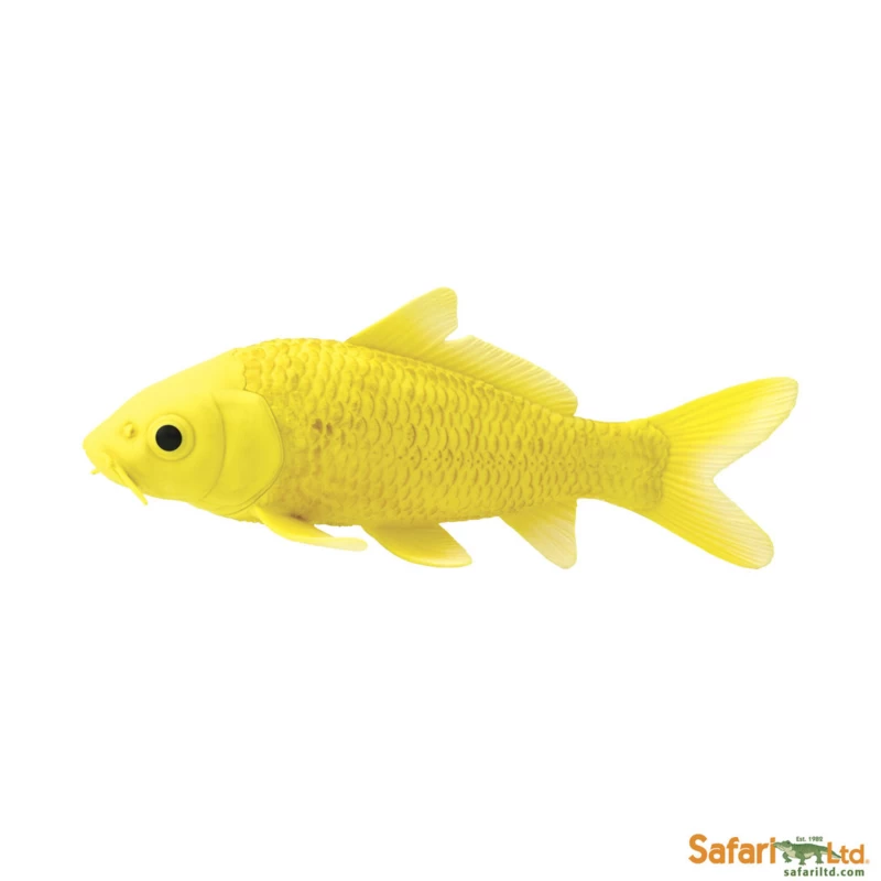 Koi Karper S266329 1 Koi Karper S266329