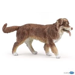 Australian Sheperd Papo 54038