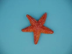 Zeester Papo 56050 -Dierenmodel Speelgoed Winkel 268bd01eacdc39f05608be0c364f6bc5892d5226