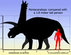 Pentaceratops Papo 55076 -Dierenmodel Speelgoed Winkel 29d48951b45d0c4e239c57cc82da4399b246c0df