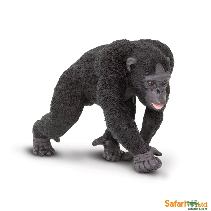 Chimpansee S224729 1 Chimpansee S224729