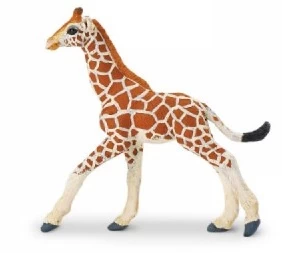 Giraffe Kalf S268529 1 Giraffe Kalf S268529
