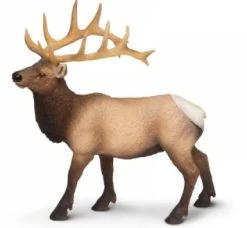 Wapiti Stier S180329