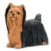 Yorkshire Terrier S250929