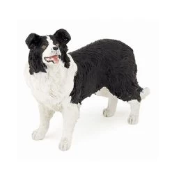 Border Collie Papo 54008