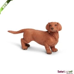 Teckel (Dachshund) S251529