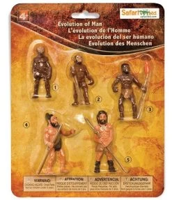 Evolution Of Man S663816