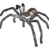 Huntsman Spider Science And Nature 78081