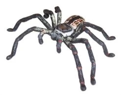 Huntsman Spider Science And Nature 78081