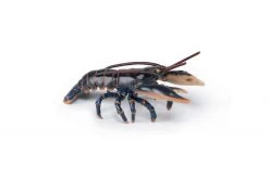 Kreeft (zee-) Papo 56052