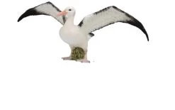 Albatros CollectA 88765