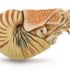 Nautilus Pompilius CollectA 88907