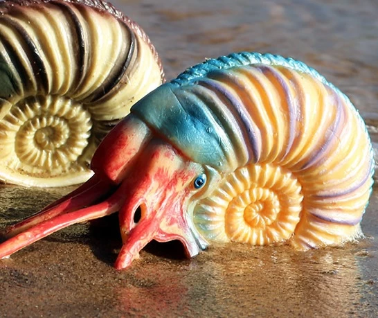 Nautilus 2 Nautilus - Afbeelding 2