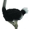 Struisvogel CollectA 88459
