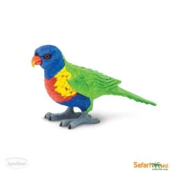 Lori Regenboogpapegaai S150229