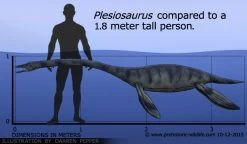 Plesiosaurus Papo 55021 -Dierenmodel Speelgoed Winkel 6dfb4c651e86e2e6984a9e3c3a9dc28bff30ad53