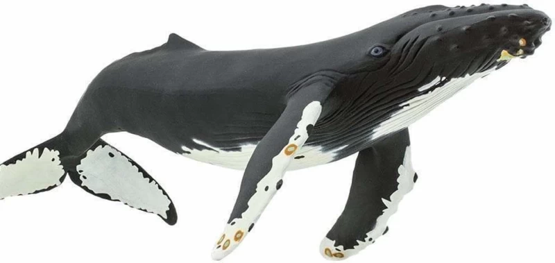 Bultrug (Serie Monterey Bay Aquarium) S210002 3 Bultrug (Serie Monterey Bay Aquarium) S210002 - Afbeelding 3