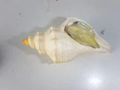 Schelp Met Voet En Opercullum