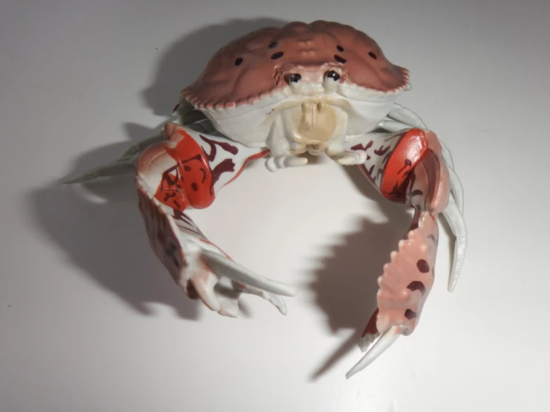 Schaamkrab Calappa 2 Schaamkrab Calappa - Afbeelding 2