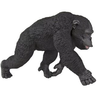 Chimpansee S224729 3 Chimpansee S224729 - Afbeelding 3