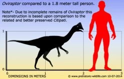 Oviraptor Blue Papo 55059 -Dierenmodel Speelgoed Winkel 8ddd069972eeff01c43eaab93567a12ffada9a5d