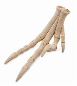 Voetreplica Van Velociraptor CollectA 89285