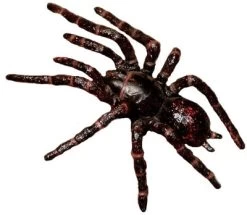 Trechterspin Science And Nature 78082