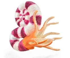 Pravitoceras CollectA 88927