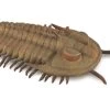 Trilobiet Redlichia Rex CollectA 88906