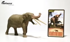 Konobelodon | EoFauna |