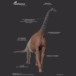 Atlasaurus EoFauna -Dierenmodel Speelgoed Winkel 9f462855fbfbd3f2f85fbffa9c626d0814b78731