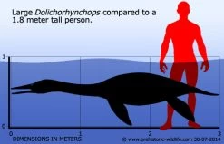 Dolichorhynchops CollectA 88520 -Dierenmodel Speelgoed Winkel a026bf06ea2b82163a99a862e92cffab8010eb59