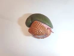 Scaly-foot Gastropode