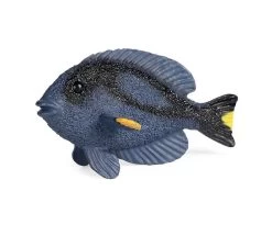Blue Tang