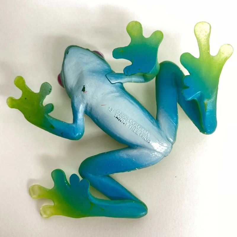 Ankafana Bright-eyed Frog Colorata 2 Ankafana Bright-eyed Frog Colorata - Afbeelding 2