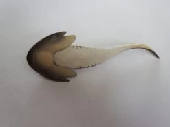 Chephalaspis -Dierenmodel Speelgoed Winkel b9171732c15d1d311810a9a046072cc4eb98c380