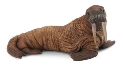 Walrus CollectA 88569
