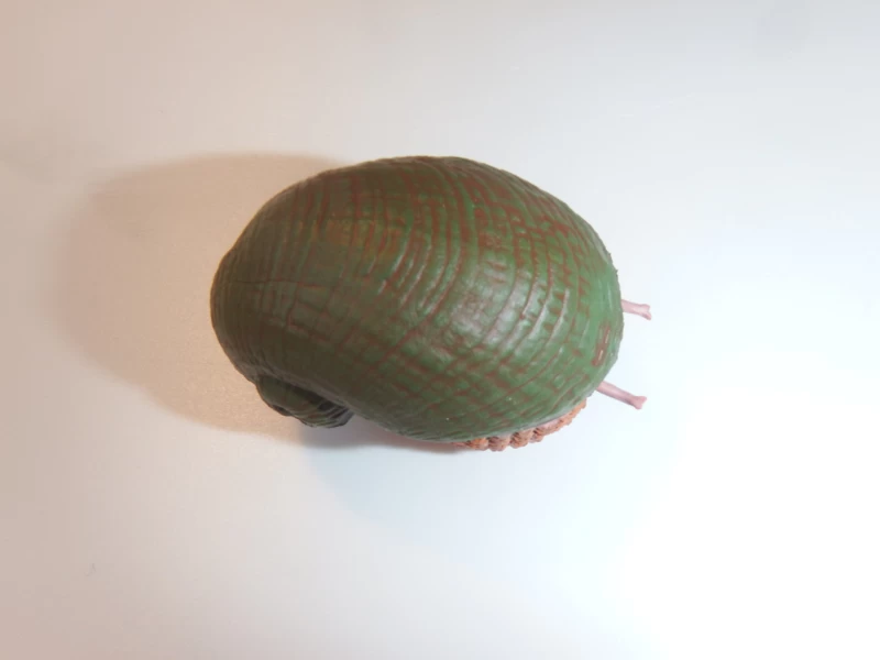 Scaly-foot Gastropode 2 Scaly-foot Gastropode - Afbeelding 2