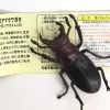 Stag Beetle (Lucanus Gamunus) Kaiyodo