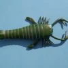 Eurypterus